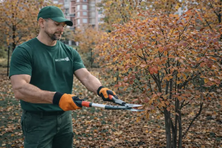 Imagen de persona podando un árbol en otoño