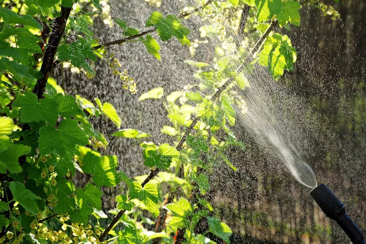 Venta de tierra y mantillo para jardines y mantenimiento de jardinería en Madrid - Ricotrebol - Control de plagas en el jardín en julio para combatir las enfermedades del verano