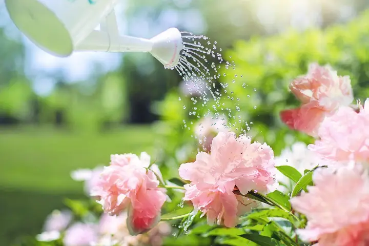 Venta de tierra y mantillo para jardines y mantenimiento de jardinería en Madrid - Ricotrebol - ¿Con qué frecuencia debo regar el jardín en verano?