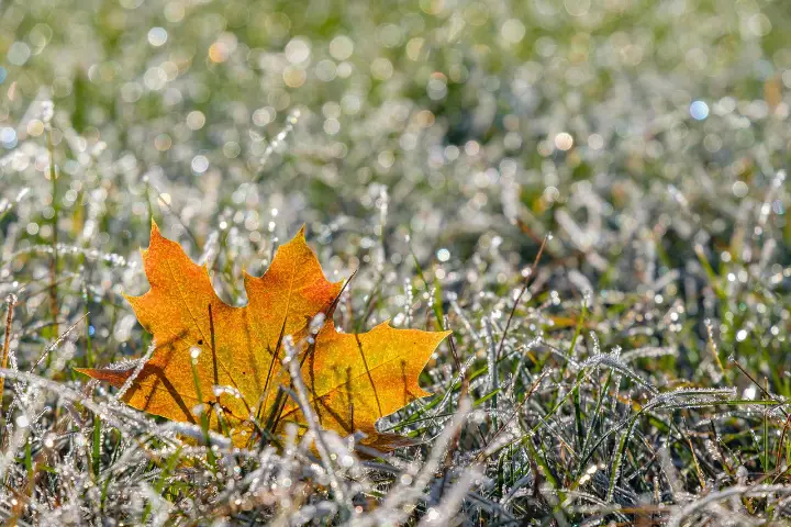 Venta de tierra y mantillo para jardines y mantenimiento de jardinería en Madrid - Ricotrebol - ¿Cómo cuidar mi césped antes del otoño para mantenerlo sano y preparado para el invierno?