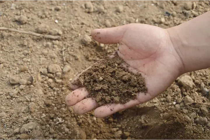 Venta de tierra y mantillo para jardines y mantenimiento de jardinería en Madrid - Ricotrebol - ¿Cuando es mejor usar recebo para cuidar el jardín?
