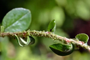 Venta de tierra y mantillo para jardines y mantenimiento de jardinería en Madrid - Ricotrebol - ¿Cómo prevenir plagas y enfermedades que afectan al jardín en septiembre?