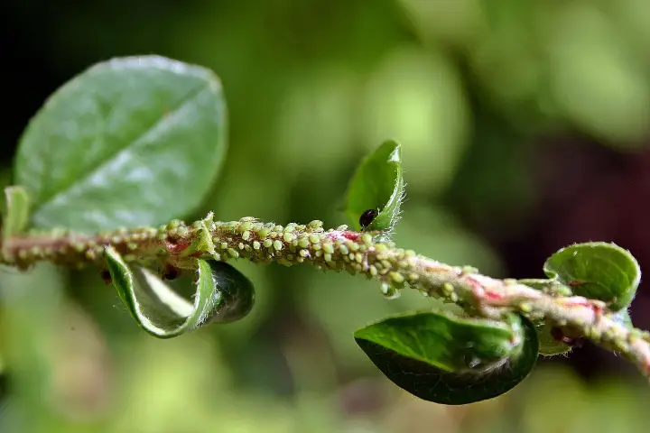 Venta de tierra y mantillo para jardines y mantenimiento de jardinería en Madrid - Ricotrebol - ¿Cómo prevenir plagas y enfermedades que afectan al jardín en septiembre?