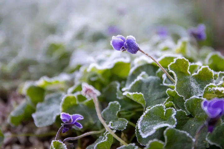 Venta de tierra y mantillo para jardines y mantenimiento de jardinería en Madrid - Ricotrebol - ¿Cómo preparar el jardín para el invierno?
