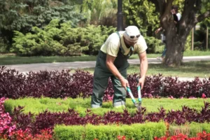 Venta de tierra y mantillo para jardines y mantenimiento de jardinería en Madrid - Ricotrebol - ¿Cuales son las tareas de mantenimiento del jardín en noviembre?