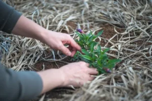 Venta de tierra y mantillo para jardines y mantenimiento de jardinería en Madrid - Ricotrebol - ¿Cuáles son los mejores materiales para acolchar el jardín y protegerlo?